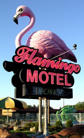 flamingowi.jpg